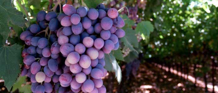 grape